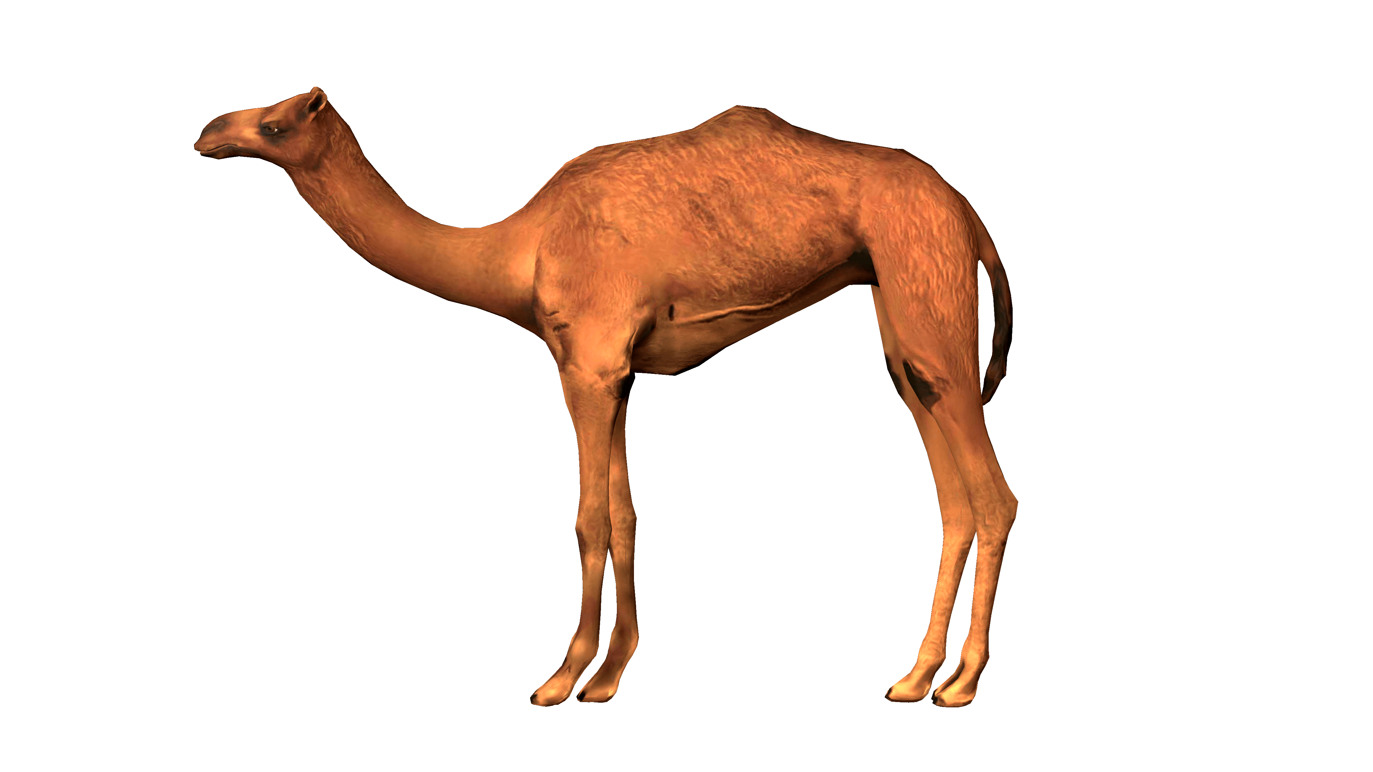 Camel From Right