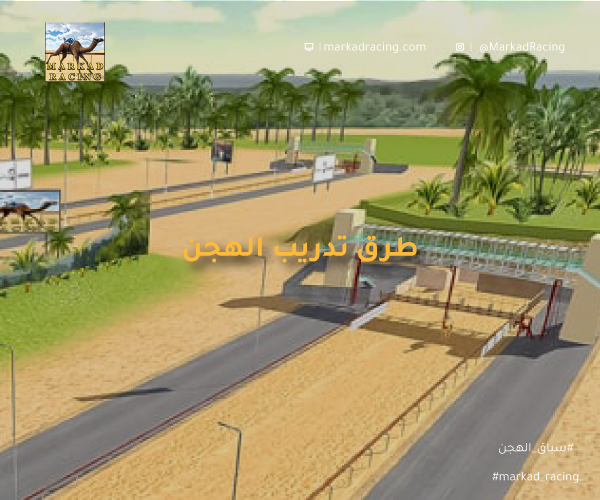 تدريب الهجن