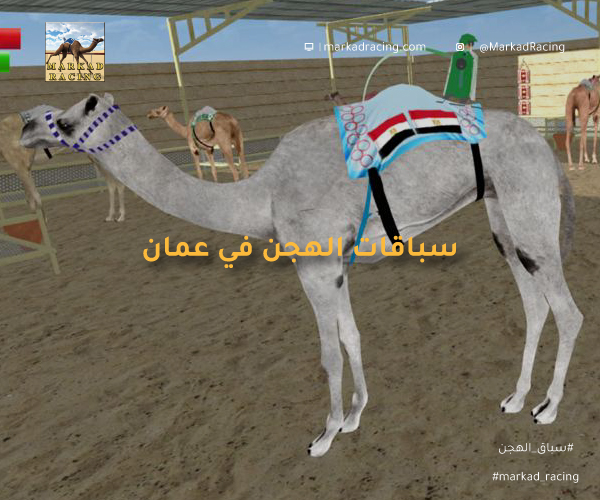 سباق الهجن في عمان