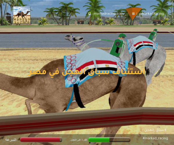 استئناف نشاط سباقات الهجن في مصر