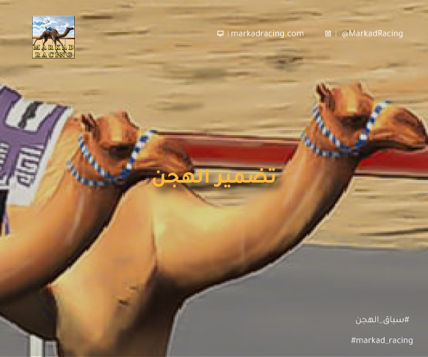 تضمير الهجن