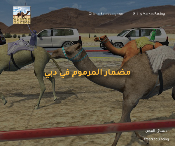 مضمار المرموم في امارة دبي