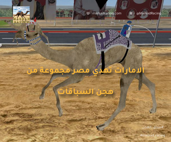 الامارات تهدي مصر مجموعة من هجن السباقات
